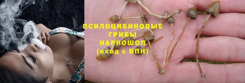 Псилоцибиновые грибы Psilocybe  наркотики  Короча 